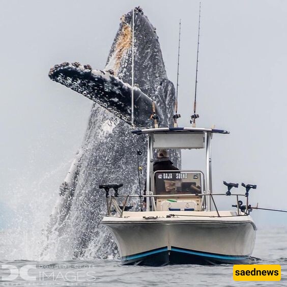 [SHOCKING VIDEO] Giant Whale Capsizes Fishing Boat | The blond child was horrified!