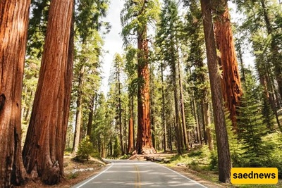 Exploring Sequoia National Park: A Guide to Its Stunning Natural Attractions