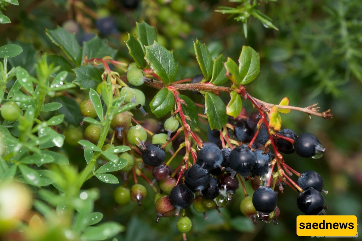black barberries