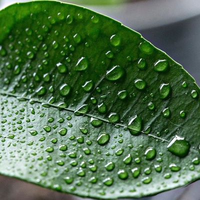 Why Do Water Droplets Collect on Plant Leaves?