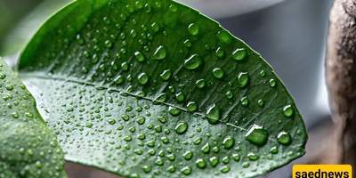 Why Do Water Droplets Collect on Plant Leaves?