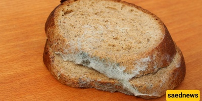 Why Do Some Foods Spoil Faster At Home?
