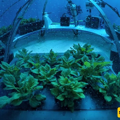 The World’s Most Unusual Farm: An Underwater Agricultural Marvel + Images