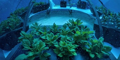 The World’s Most Unusual Farm: An Underwater Agricultural Marvel + Images