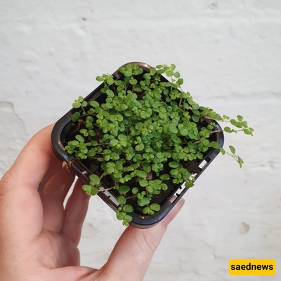 Plants That Grow Well in Shallow Pots