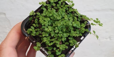 Plants That Grow Well in Shallow Pots