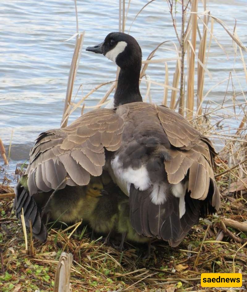 Goose 