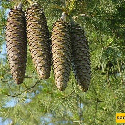 Cultivation and Care of Chilgoza Pine (Chilgoza Nut)