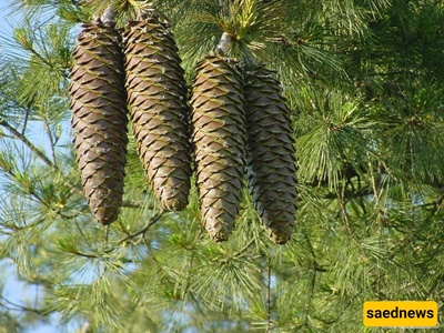 Cultivation and Care of Chilgoza Pine (Chilgoza Nut)