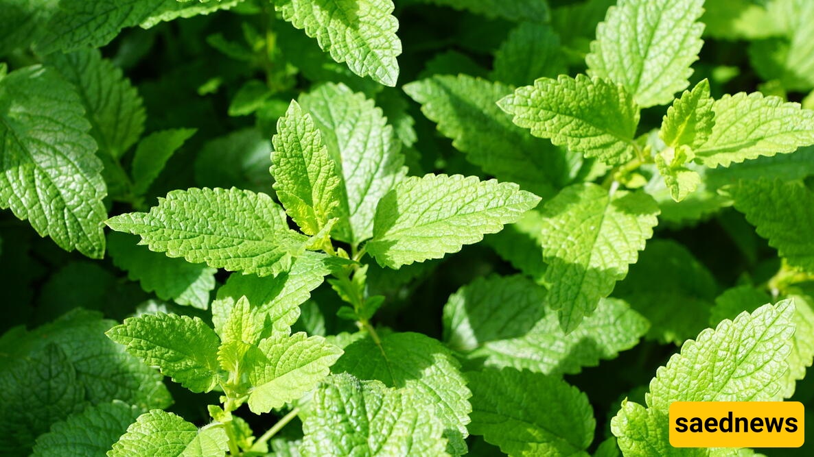 Mint 