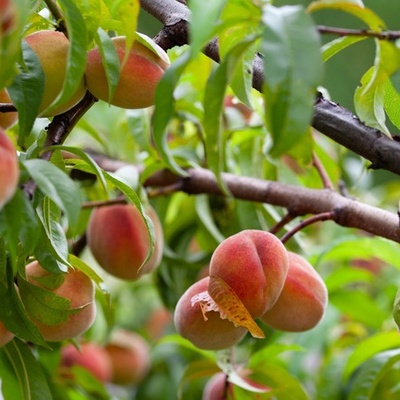 Fruit Trees That Don’t Need a Garden – Growing Them in Pots Is Enough