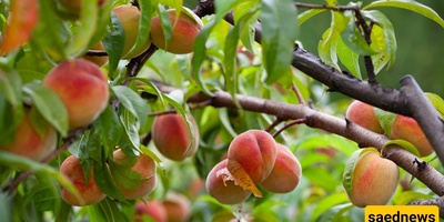 Fruit Trees That Don’t Need a Garden – Growing Them in Pots Is Enough