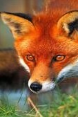 Wildlife Documentary / This Story: A Fox's Struggle to Save Itself from a Pool(video)