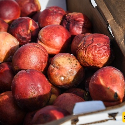 Why Do Some Foods Lose Their Quality Faster Than Others?