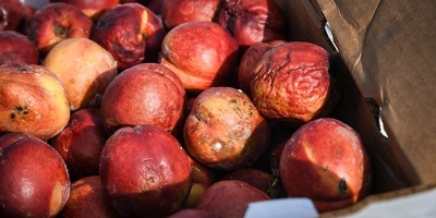 Why Do Some Foods Lose Their Quality Faster Than Others?