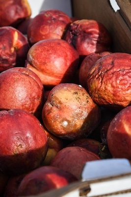 Why Do Some Foods Lose Their Quality Faster Than Others?