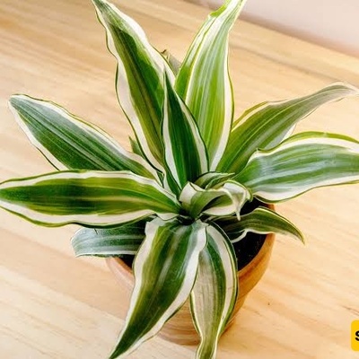Plants Sensitive to Sudden Temperature Changes