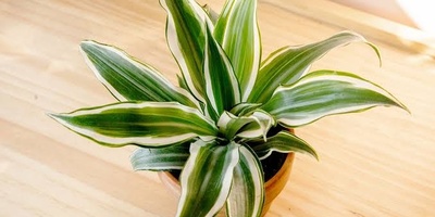 Plants Sensitive to Sudden Temperature Changes