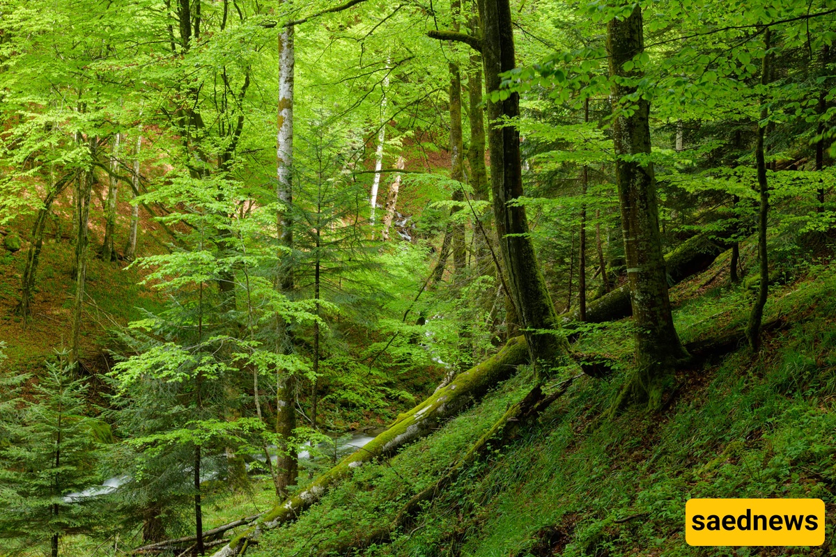 European Forests