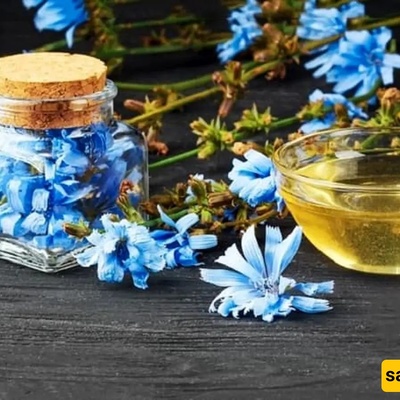 Homemade Chicory Syrup Recipe