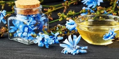 Homemade Chicory Syrup Recipe