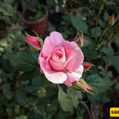 How to Strengthen Your Rose Plants: Simple Ways to Encourage Healthier Growth