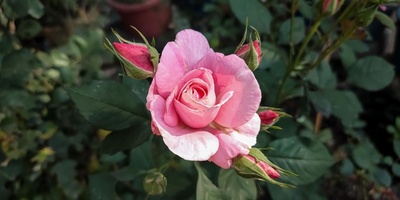 How to Strengthen Your Rose Plants: Simple Ways to Encourage Healthier Growth