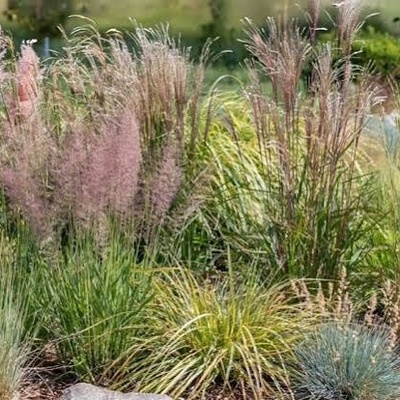 7 Beautiful and Hardy Ornamental Grasses for Landscaping