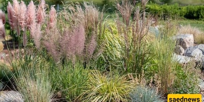 7 Beautiful and Hardy Ornamental Grasses for Landscaping