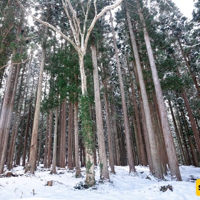 Japan’s Subzero Forest: Frozen Secrets and Winter Beauty