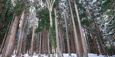 Japan’s Subzero Forest: Frozen Secrets and Winter Beauty