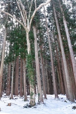 Japan’s Subzero Forest: Frozen Secrets and Winter Beauty