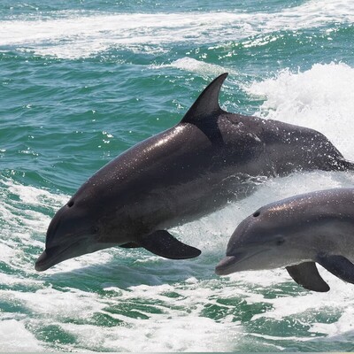 Dolphin Moms Use ‘Baby Talk’ With Their Calves: A Unique Bond Uncovered