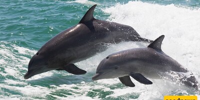 Dolphin Moms Use ‘Baby Talk’ With Their Calves: A Unique Bond Uncovered