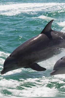 Dolphin Moms Use ‘Baby Talk’ With Their Calves: A Unique Bond Uncovered