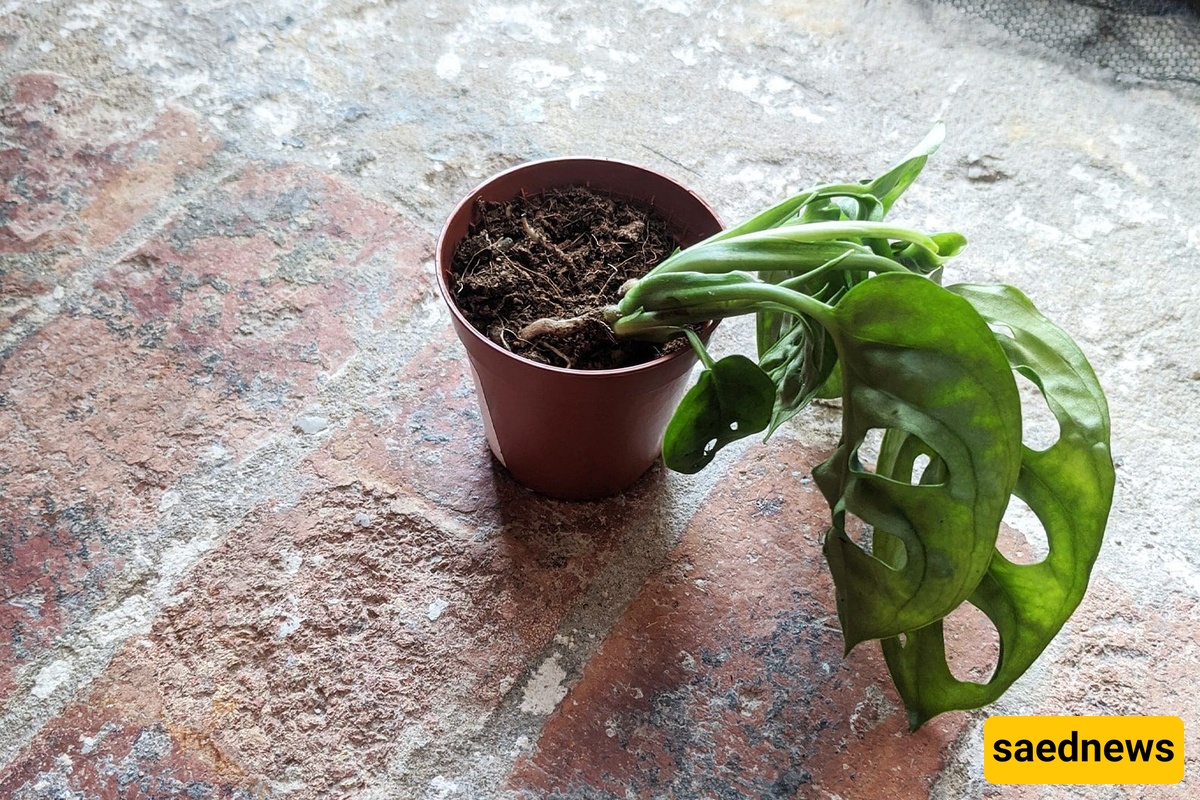Soft or Drooping Leaves