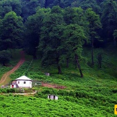 Dalkhani Forest, Ramsar; a Dreamlike Road Through the Mist That Feels Like It Leads Straight to Paradise (Video)