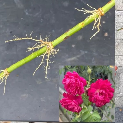 How to Propagate Roses: Easy Steps to Plant and Multiply Your Roses