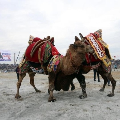 (Photos) Camel Wrestling World Cup Held with a Crowd of Wrestling Camels!