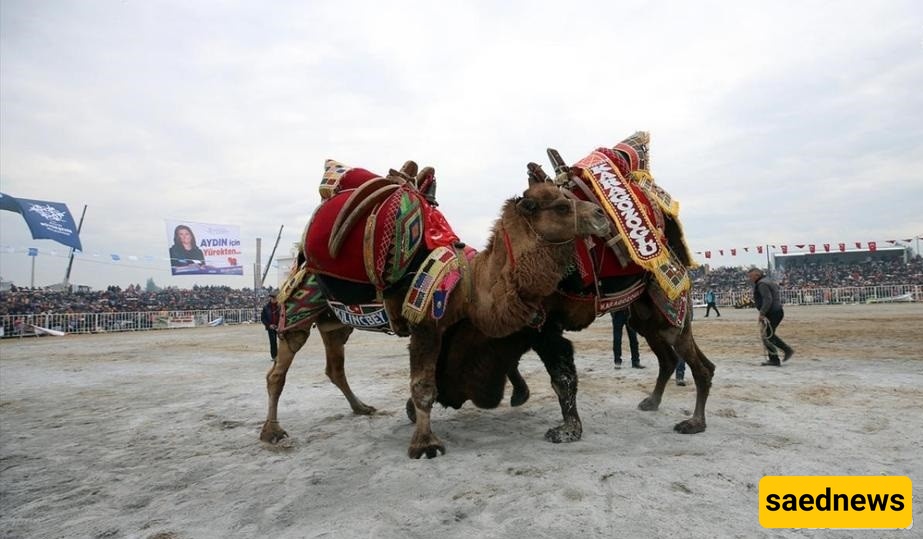 (Photos) Camel Wrestling World Cup Held with a Crowd of Wrestling Camels!