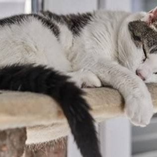 Why Do Cats Sleep at Your Feet? 8 Scientific and Behavioral Reasons to Know
