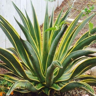 How to Grow and Care for Agave Plants Successfully