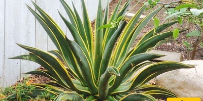 How to Grow and Care for Agave Plants Successfully