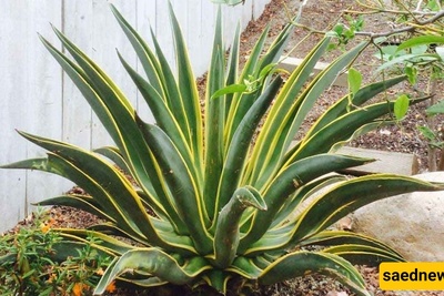 How to Grow and Care for Agave Plants Successfully