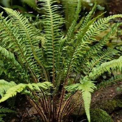 Caring for the Australian Tree Fern: Growing Conditions, Watering, and Propagation