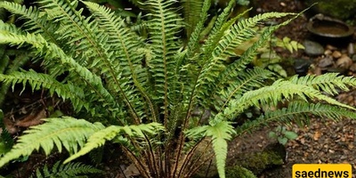Caring for the Australian Tree Fern: Growing Conditions, Watering, and Propagation