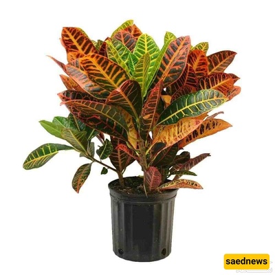 Common Croton Watering Mistakes That Cause Leaf Drop 💧