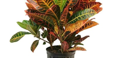 Common Croton Watering Mistakes That Cause Leaf Drop 💧