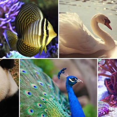 The World’s Most Beautiful Animals and Their Unique Traits