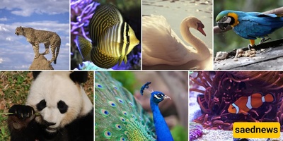 The World’s Most Beautiful Animals and Their Unique Traits